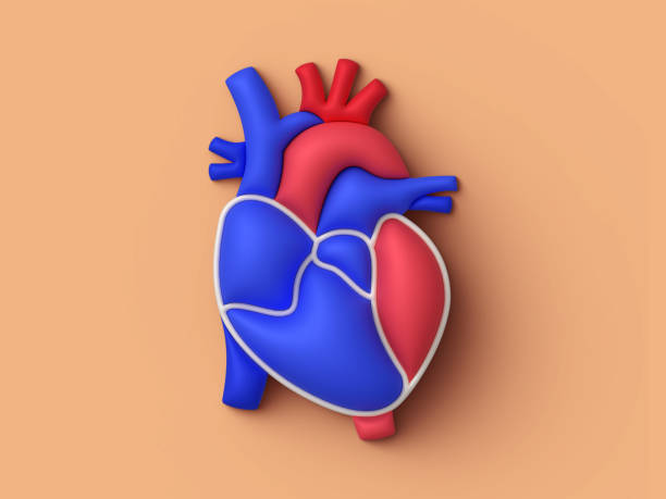 Cardiology